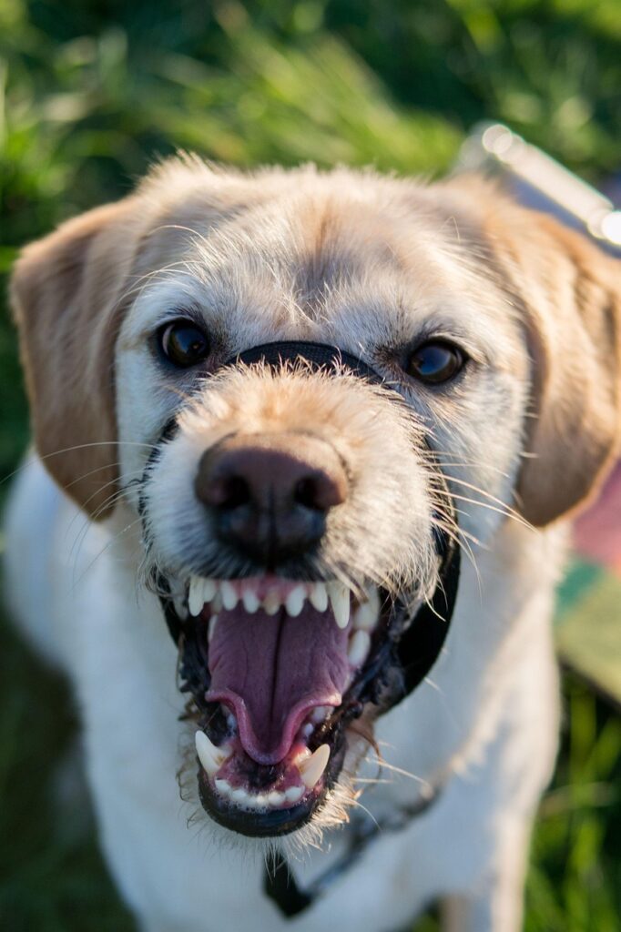 dogs-barking